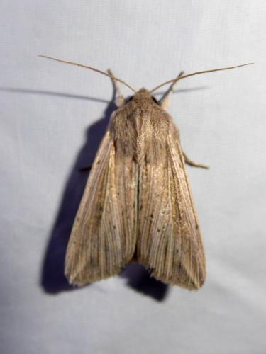 Réf. 286 548 : Mythimna riparia
